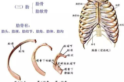 娱乐系统解剖学,揭秘虚拟世界的构造与运作原理